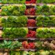 The Ultimate Organic Food List for 2026: What to Buy & Skip